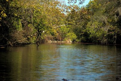 Scenic view of lake by trees