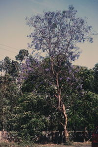 Bare trees on field against sky
