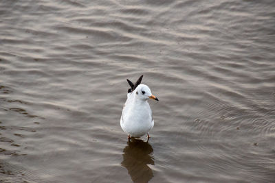 High angle view of duck swimming in lake