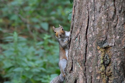 Portrait of squirrel on tree trunk