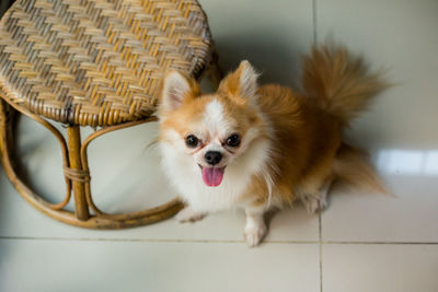 Portrait of a dog at home