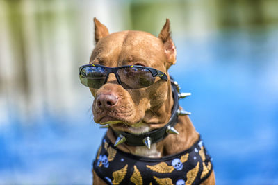 Close-up of a dog looking away