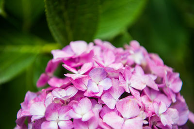 Close-up of pink hydrangea blooming outdoors