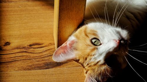 Close-up portrait of cat