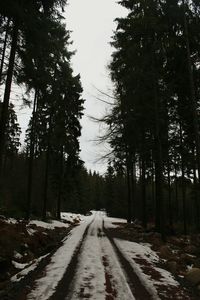 Road amidst trees in forest during winter