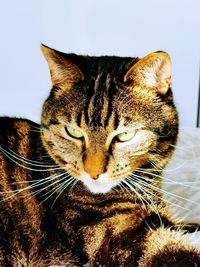 Close-up portrait of a cat