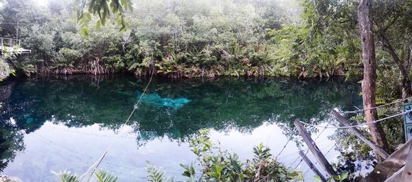 Scenic view of lake in forest