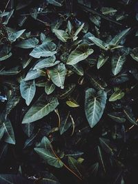 High angle view of plant growing on field