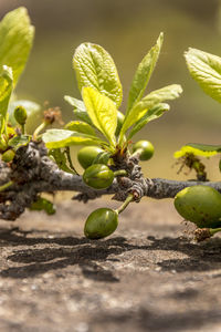 Close-up of fruit growing on plant