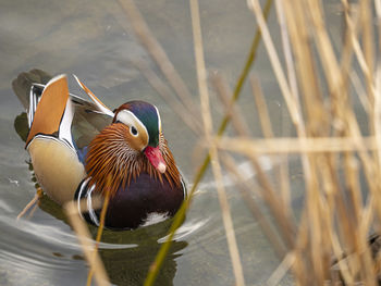 Close-up of duck