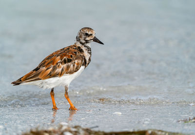 Ruddy turnstone.