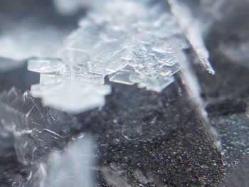 Close-up of frozen leaf