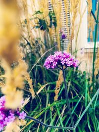 Close-up of purple flowers blooming outdoors