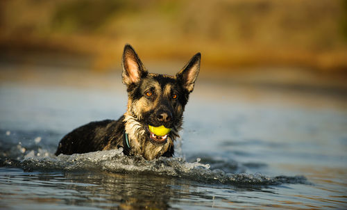 Portrait of german shepherd with ball in lake