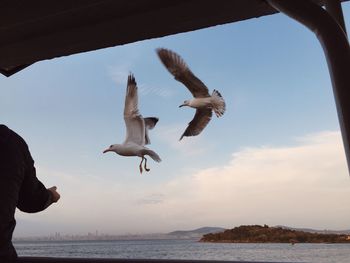 Seagulls flying over sea against sky