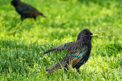 Close-up of bird perching on field