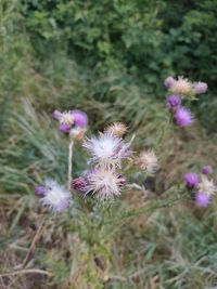 Close-up of pink flowering plant on field