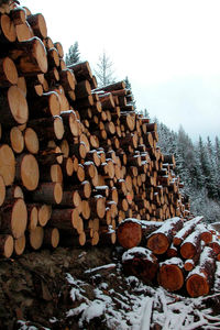 Stack of logs in forest