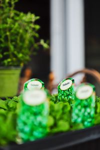 Close-up of potted plant on table