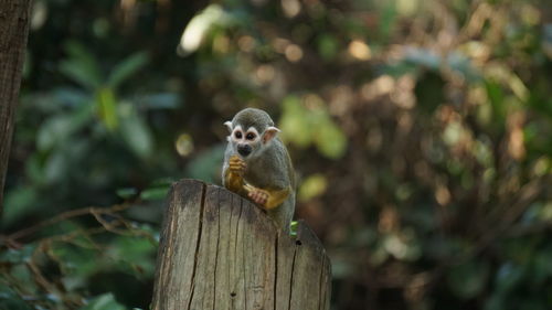 Close-up of monkey on tree