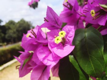 Close-up of bougainvillea blooming outdoors