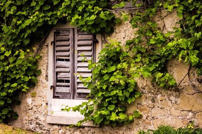 Ivy growing on wall of building