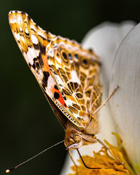 Close-up of butterfly