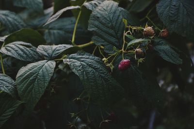 Close-up of berries growing on plant