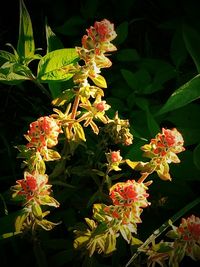 Close-up of flowers