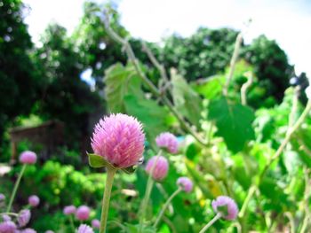 Close-up of flowers blooming outdoors