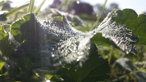 Close-up of frozen leaves