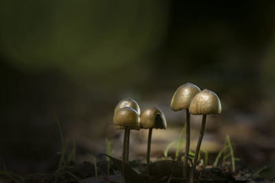 Close-up of mushroom growing on field