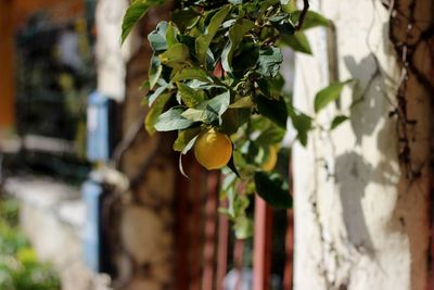 Close-up of fruits growing on tree