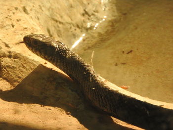 Close-up of lizard on sand