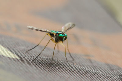 Close-up of fly