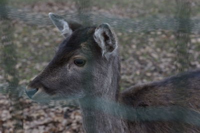 Close-up of deer