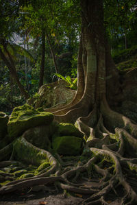 Trees in forest