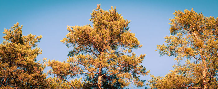 Low angle view of autumn trees against clear blue sky