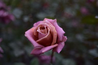 Close-up of pink rose