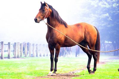 Horse on field against sky