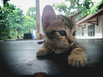 Close-up portrait of a cat