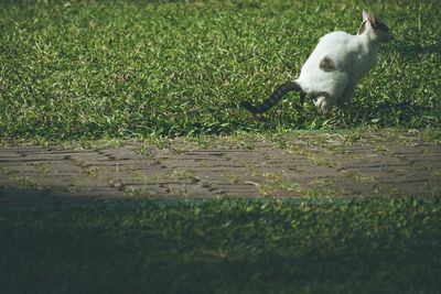 Grass on grassy field