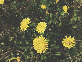 Close-up of yellow flower