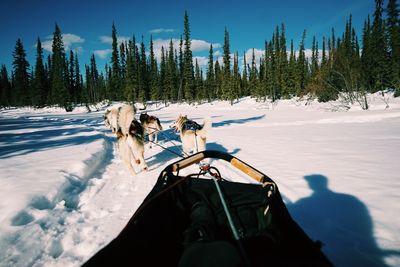 Person dog sledding on snow covered landscape against sky