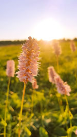 Close-up of flowering plant on field against sky