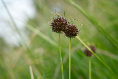 Close-up of red flowering plant