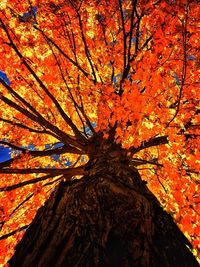 Low angle view of autumn leaves