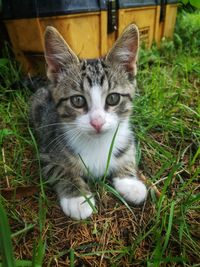 Portrait of cat on street