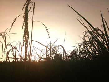 Silhouette plants growing on field against sky during sunset