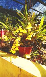 Close-up of plants growing outdoors